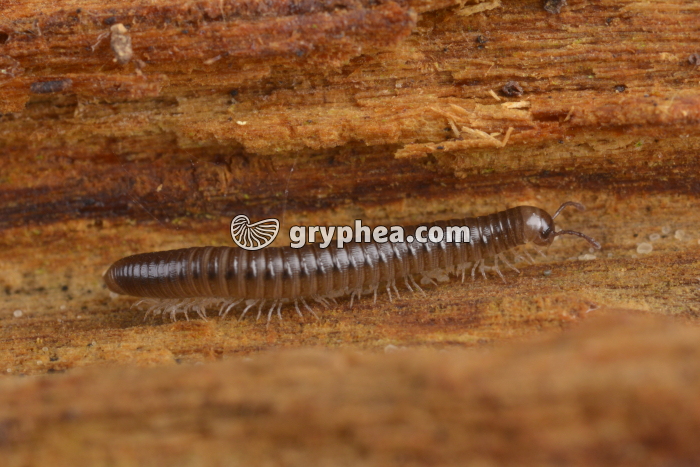 Jeune Iule - gryphea.com